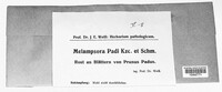 Thekopsora areolata image